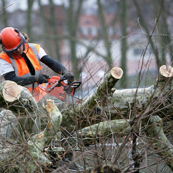 Élagage d'arbres, Le Puy-en-Velay